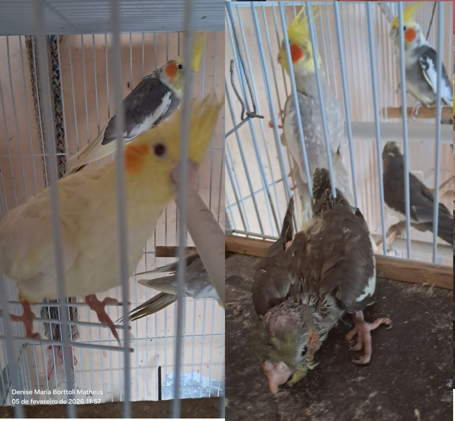 Calopsita (Filhotes)